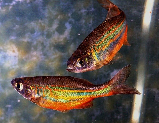 ¿Qué atrae a Piscis de Acuario?
